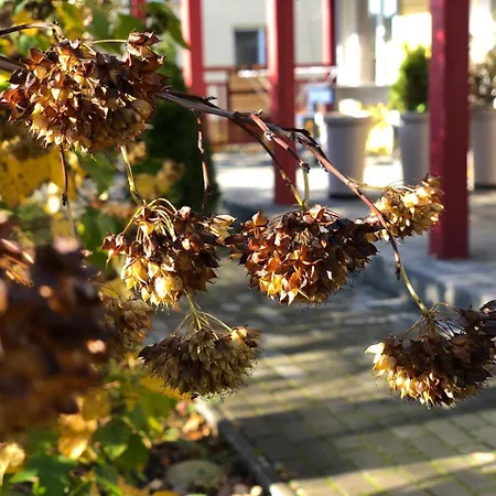 Mr Fox Apartamentų viešbutis 3*